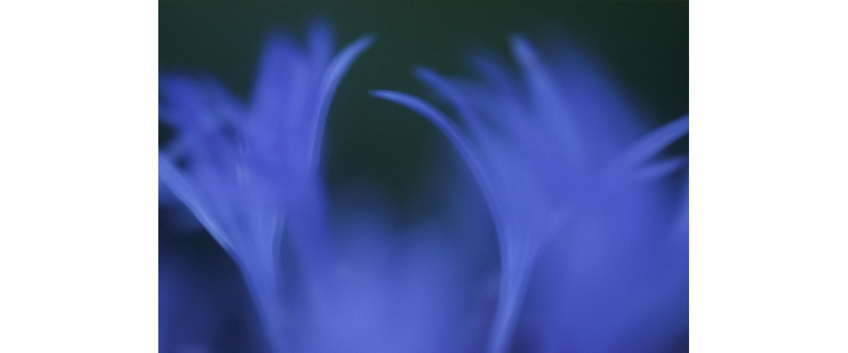 image taken by Lisa Mossel Vietze